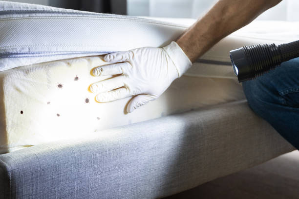 Best Termite Control Services  in Baileyton, AL