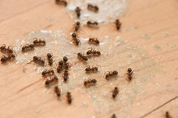 Best Best Pest Control Companies  in Baileyton, AL